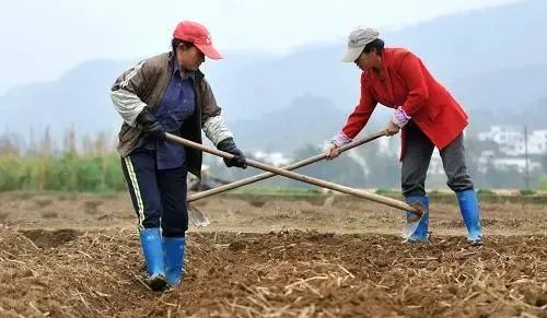 山区种植什么药才赚钱-2021年，农民朋友种这几样作物会赚钱，一定不要错过！-优创圈