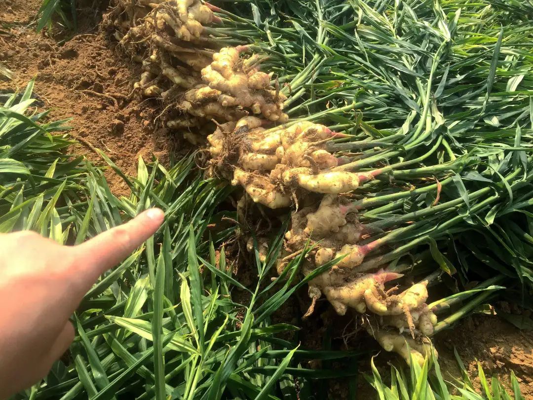 山区种植药赚钱吗现在_山区种植药赚钱吗_山区种植什么药才赚钱