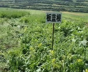山区种植什么药才赚钱_山区种植药赚钱吗_山区种植药赚钱吗现在