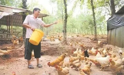 北方农村养什么最赚钱-农村养殖赚钱，这5种养殖比较赚钱也最有前景-优创圈