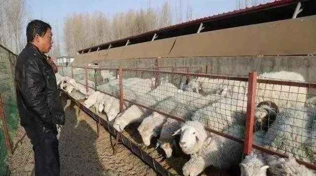 北方农村养殖什么好销路好_适合北方农村的养殖业_北方农村养什么最赚钱
