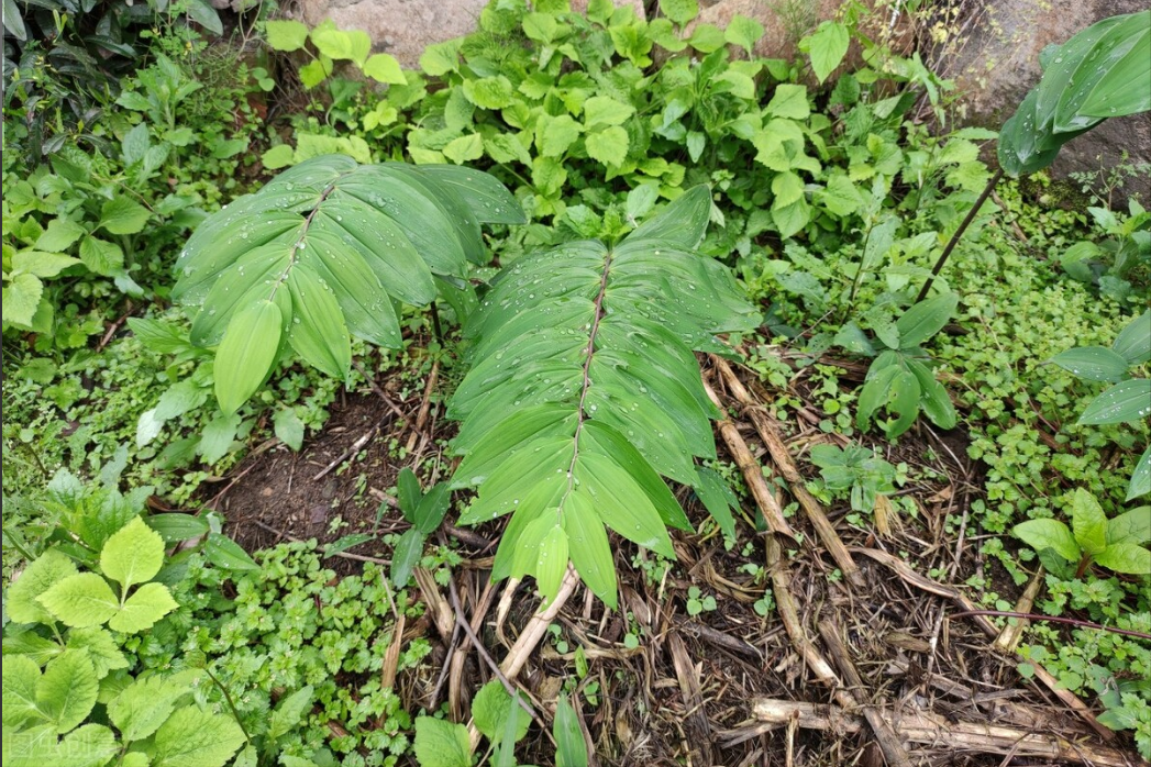 露地种什么菜最赚钱_露天地现在种什么菜好_露天地种什么菜赚钱