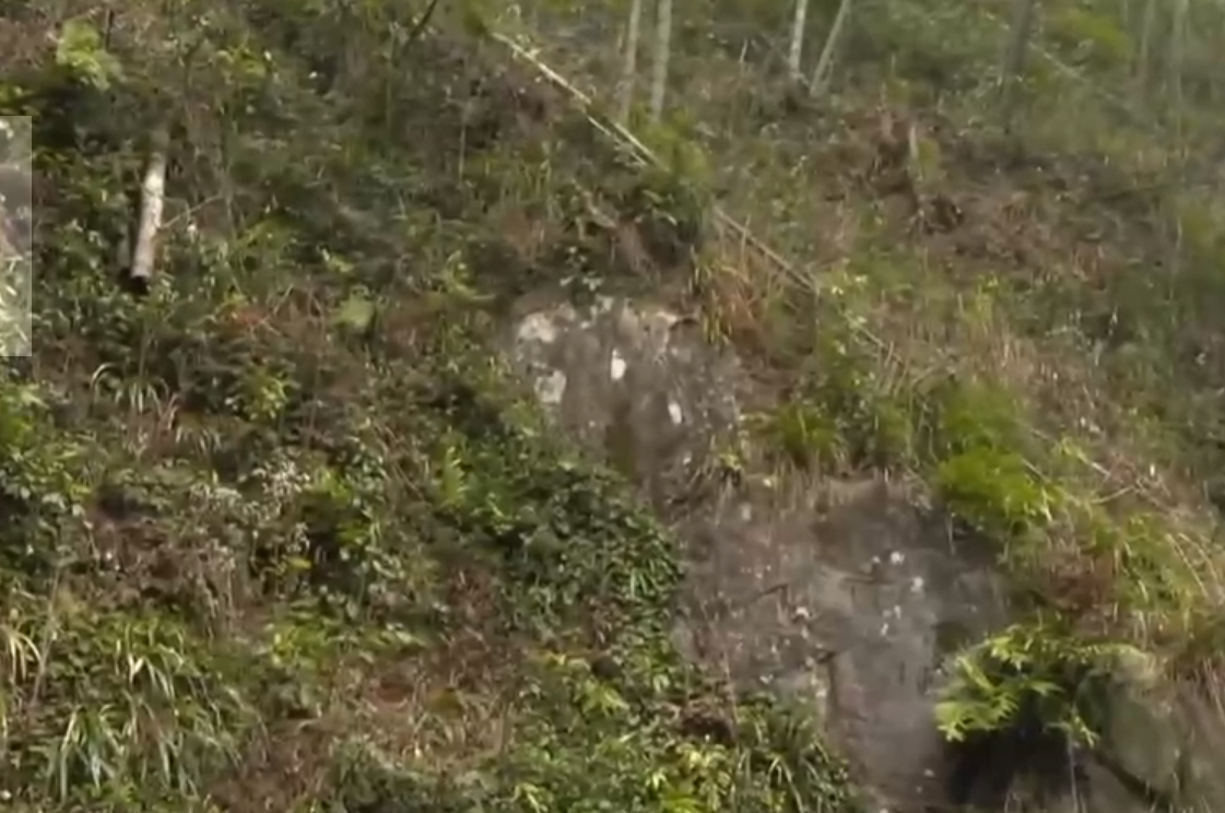 露天地现在种什么菜好_露天地种什么菜赚钱_露地种什么菜最赚钱