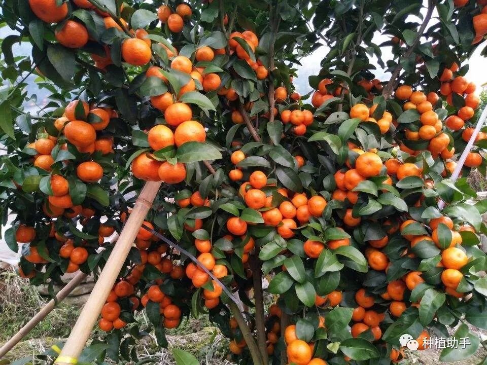 广西哪家人卖果树苗好_广西果苗种植基地_在广西种什么果树赚钱