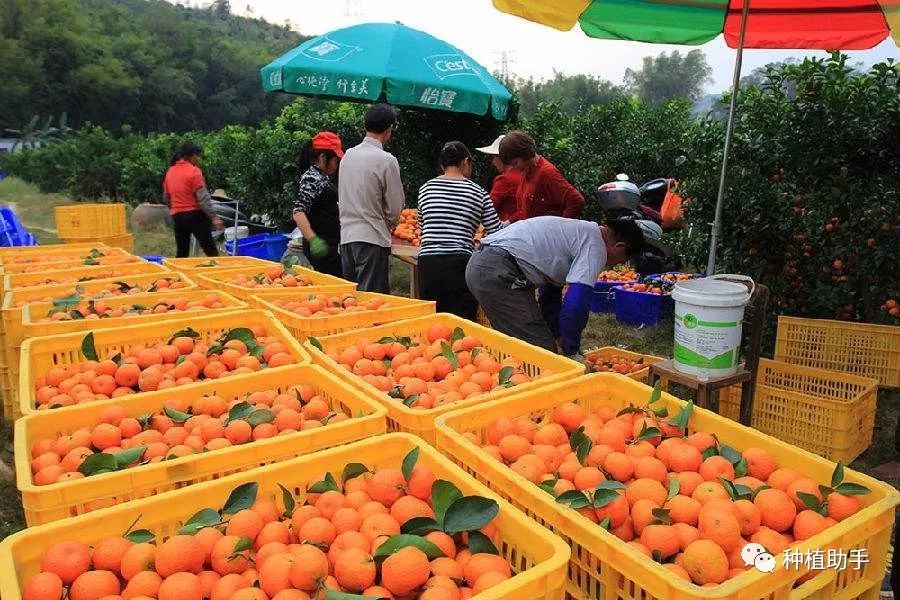 广西哪家人卖果树苗好_在广西种什么果树赚钱_广西果苗种植基地