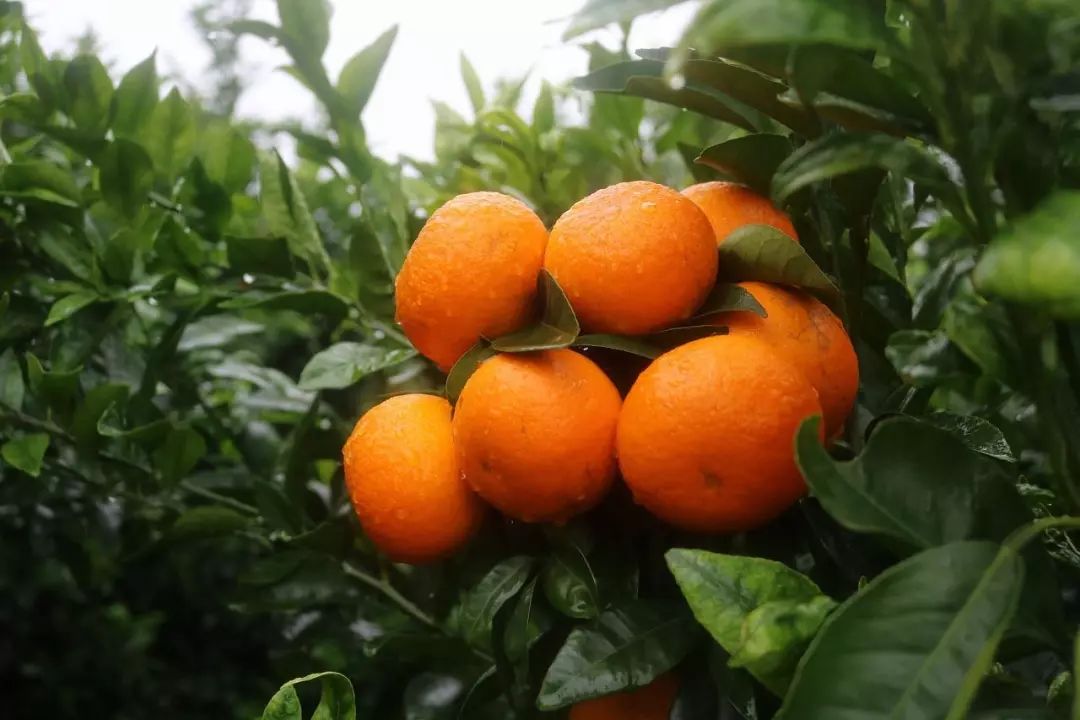 在广西种什么果树赚钱_广西果苗种植基地_广西哪家人卖果树苗好