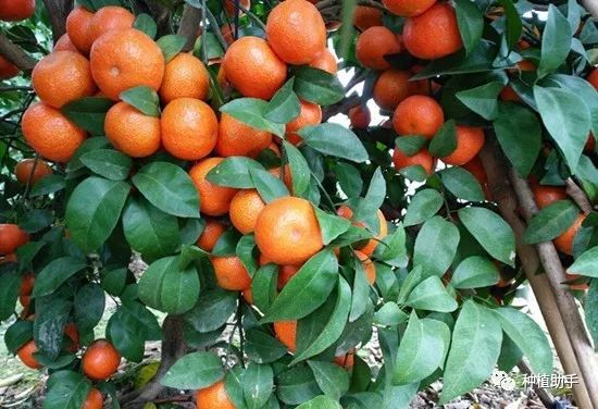 广西哪家人卖果树苗好_广西果苗种植基地_在广西种什么果树赚钱