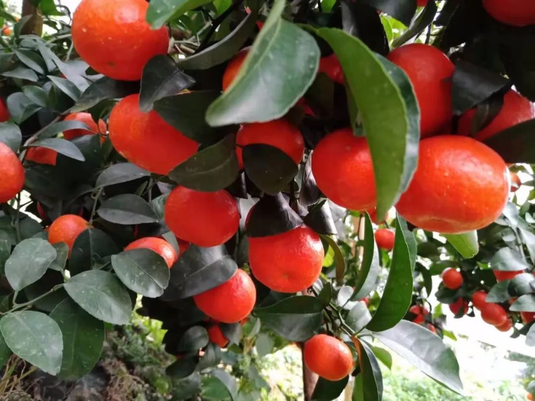 广西果苗种植基地_在广西种什么果树赚钱_广西哪家人卖果树苗好