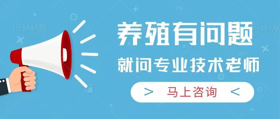 农村养殖鸡赚钱吗_农村养鸡的销路_农村养什么鸡最赚钱