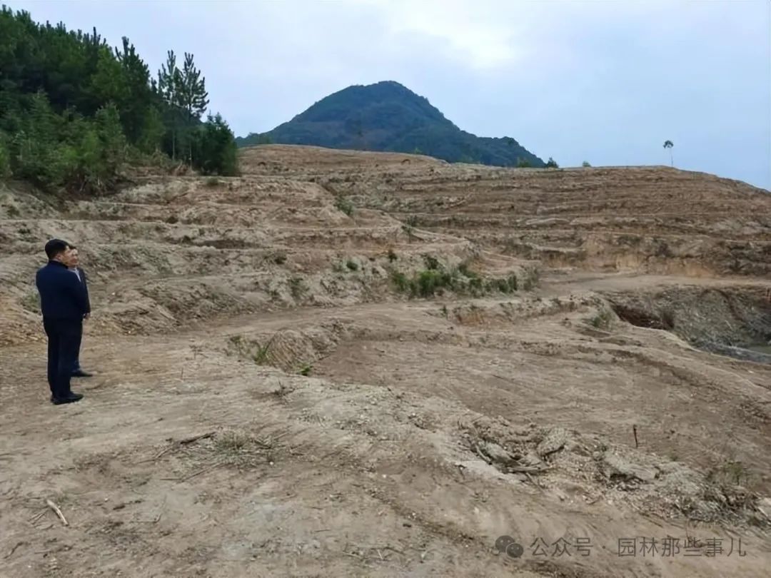 现在农村种什么树赚钱-农村荒山和空地，种什么树比较值钱？这17个特色树种，是未来绿化工程上的抢手货-优创圈