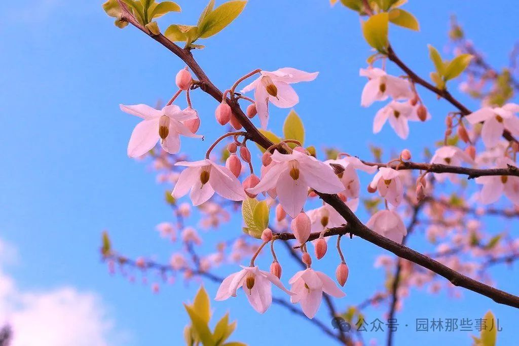 想种树赚钱_可以赚钱种树的游戏叫什么_现在农村种什么树赚钱
