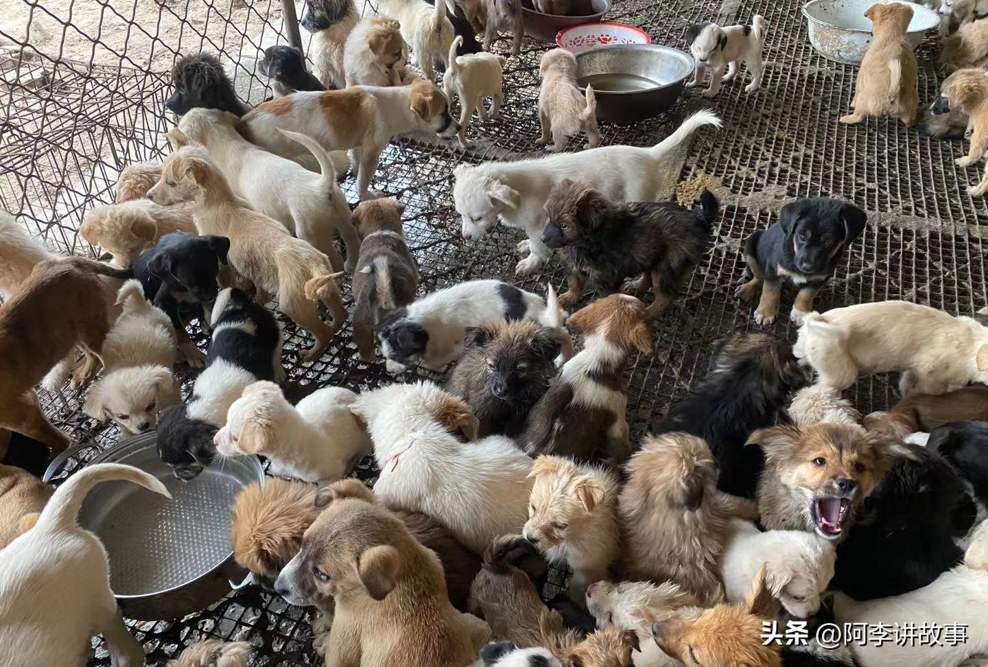 养狗养殖场赚钱吗_养殖什么狗能最赚钱_养殖能赚钱狗粮吗