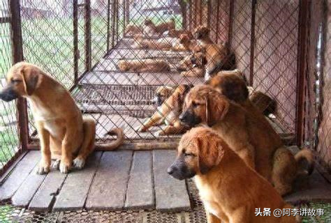 养狗养殖场赚钱吗_养殖能赚钱狗粮吗_养殖什么狗能最赚钱