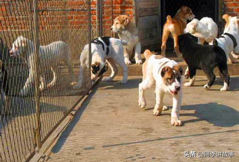 养殖能赚钱狗粮吗_养狗养殖场赚钱吗_养殖什么狗能最赚钱