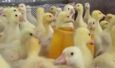 养鹅赚钱么_什么鹅好养又赚钱_养殖鹅赚钱吗