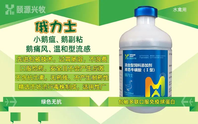 什么鹅好养又赚钱_养殖鹅赚钱吗_养鹅赚钱么