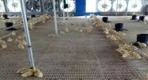 什么鹅好养又赚钱_养殖鹅赚钱吗_养鹅赚钱么
