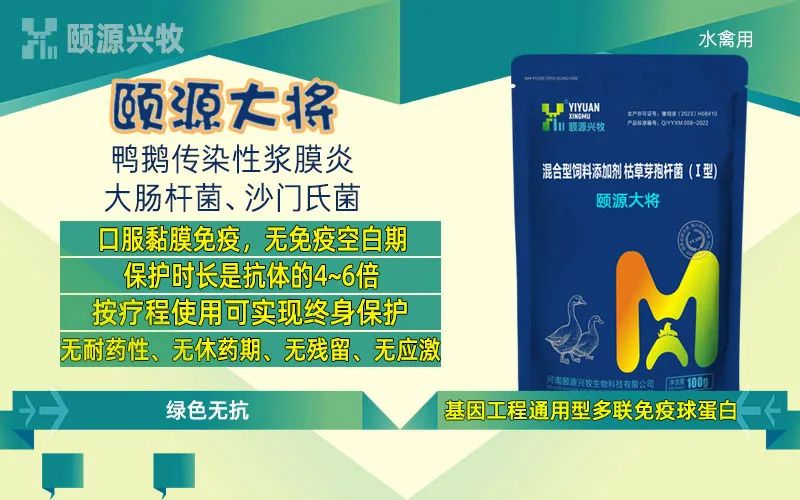 养鹅赚钱么_什么鹅好养又赚钱_养殖鹅赚钱吗