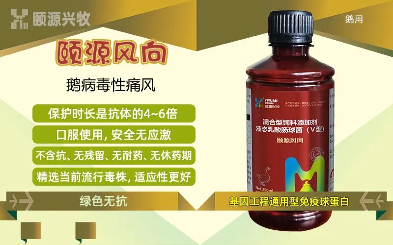 养殖鹅赚钱吗_养鹅赚钱么_什么鹅好养又赚钱
