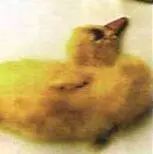 什么鹅好养又赚钱_养鹅赚钱么_养殖鹅赚钱吗