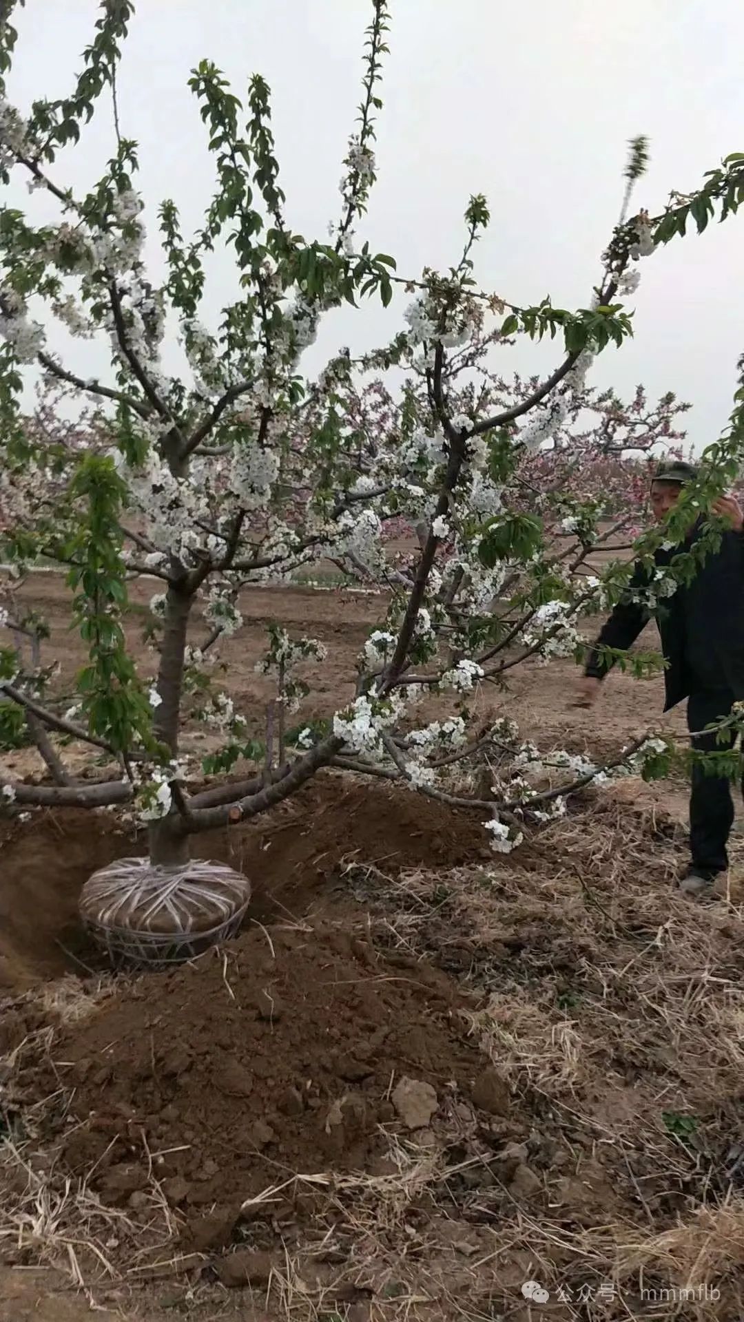 农村种地赚钱吗_赚钱农村种里地怎么形容_农村地里种什么最赚钱