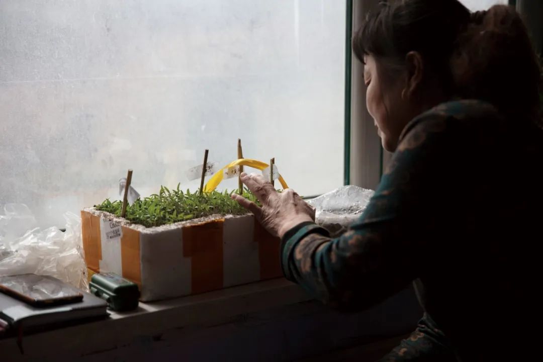 农村地里种什么最赚钱_赚钱农村种里地的句子_赚钱农村种里地怎么形容