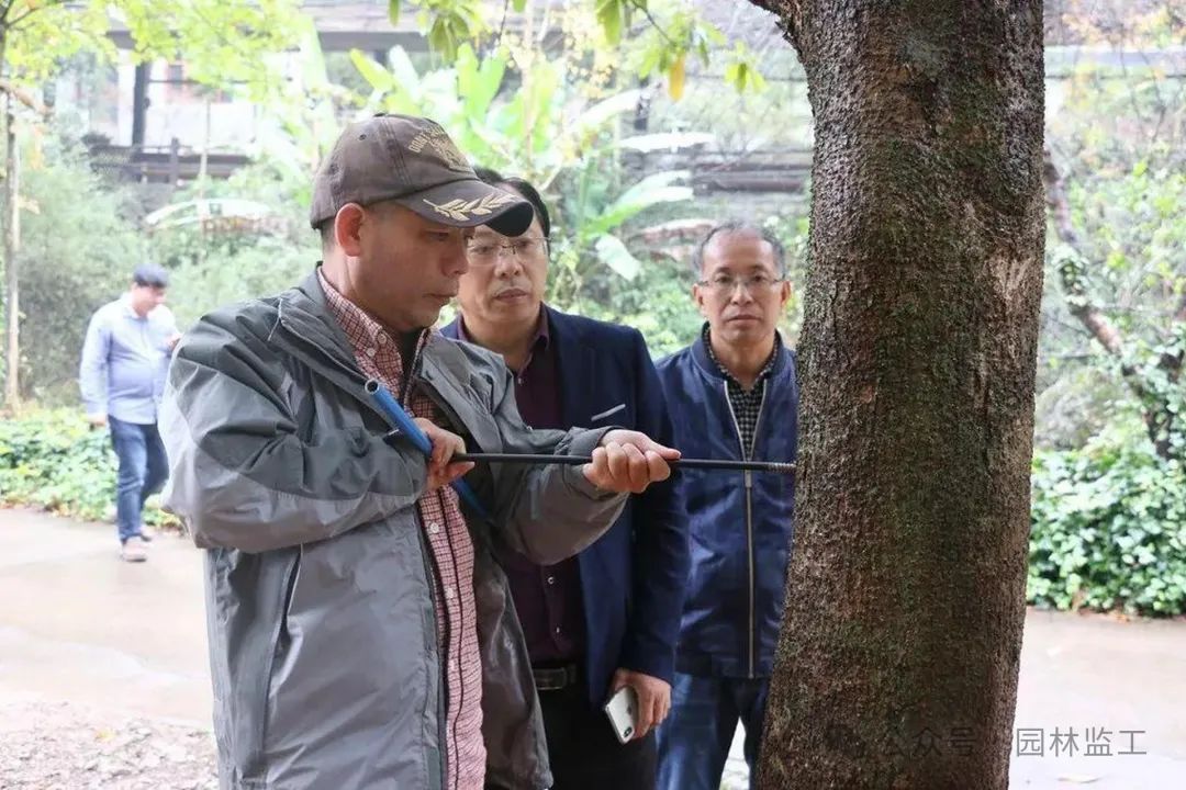 现在农村种什么树赚钱_想种树赚钱_可以赚钱种树的游戏叫什么