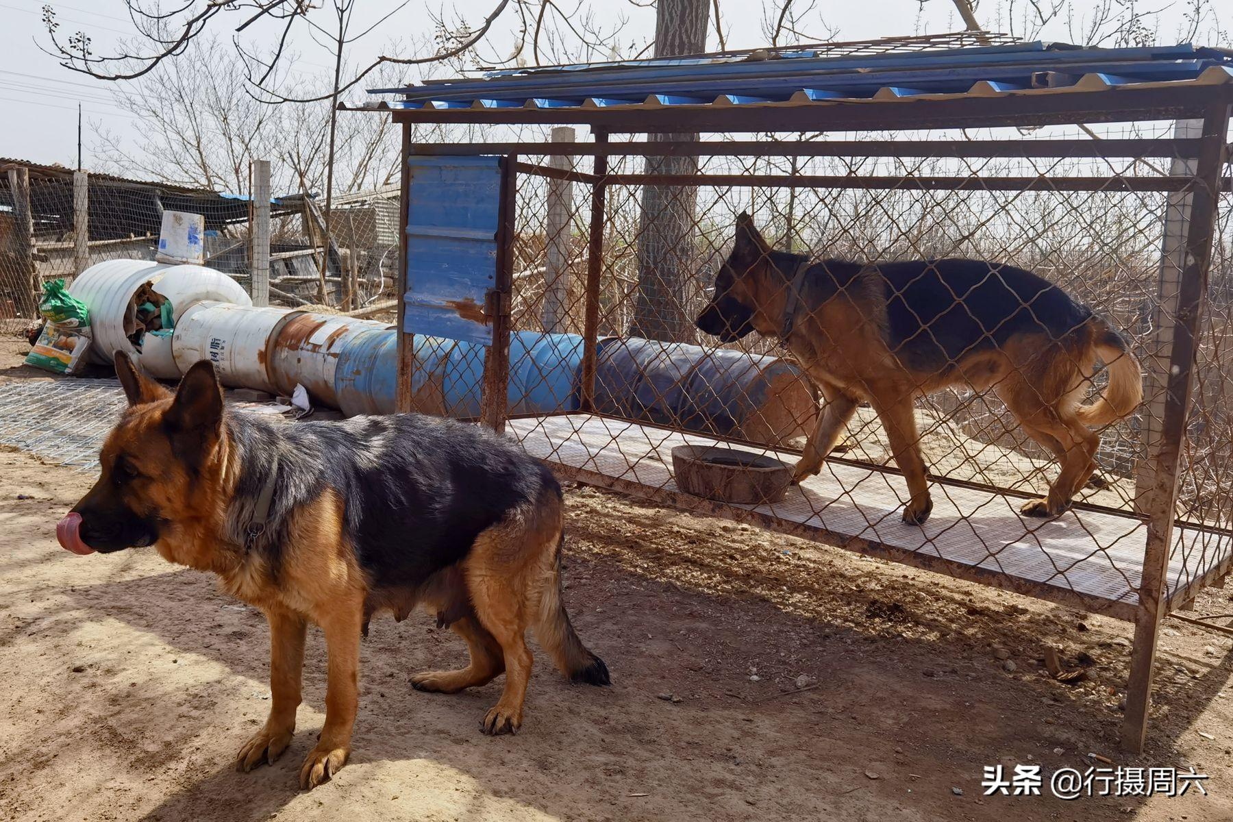 养什么品种羊利润最高_养啥羊效益好_养什么品种羊最赚钱