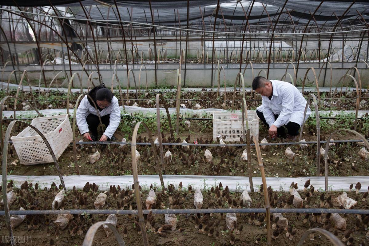 种什么瓜最赚钱 农村小伙专门种植四种新奇蔬菜，收入一直不错，你认识几种-侠客笔记