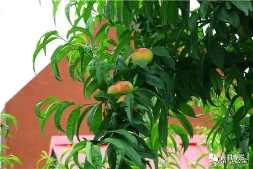 目前种什么果树最赚钱_种果树赚钱app下载_种果树赚钱金