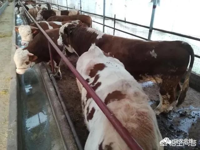 在新疆养殖什么最赚钱-养什么样的肉牛最划算？-优创圈
