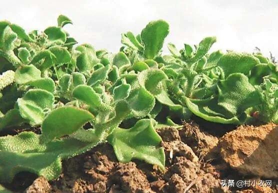 图片[13]-农村种什么蔬菜最赚钱-2020年农村创业，这8种销路好的蔬菜，你觉得哪个最赚钱？-优创圈