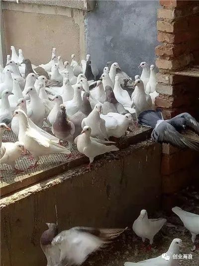 高寒地区适合养什么羊_高寒地区适合种什么_高寒地区养什么最赚钱