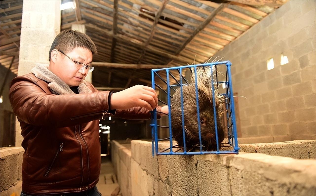 赚钱农村动物语_赚钱农村游戏_农村喂什么能赚钱吗