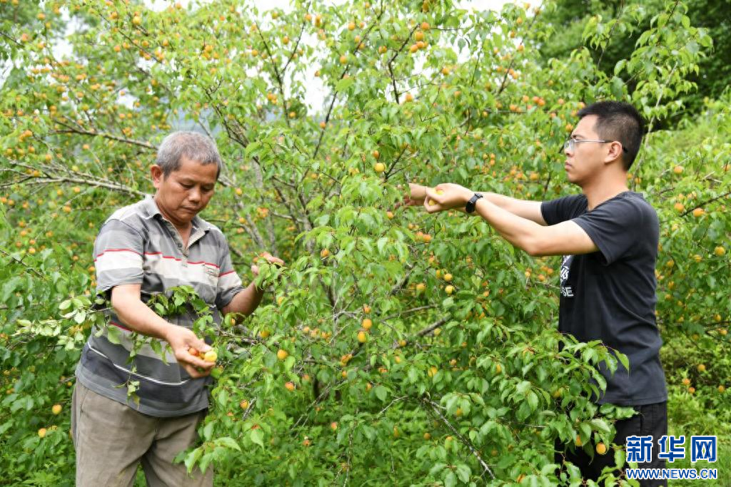 广西种植什么树最赚钱-广西大新：“农林稳县”焕新生-优创圈