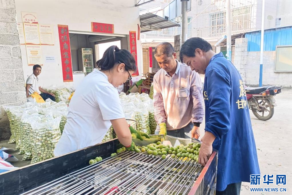 广西种植什么树最赚钱_广西种植什么树赚钱_在广西种植什么有前景