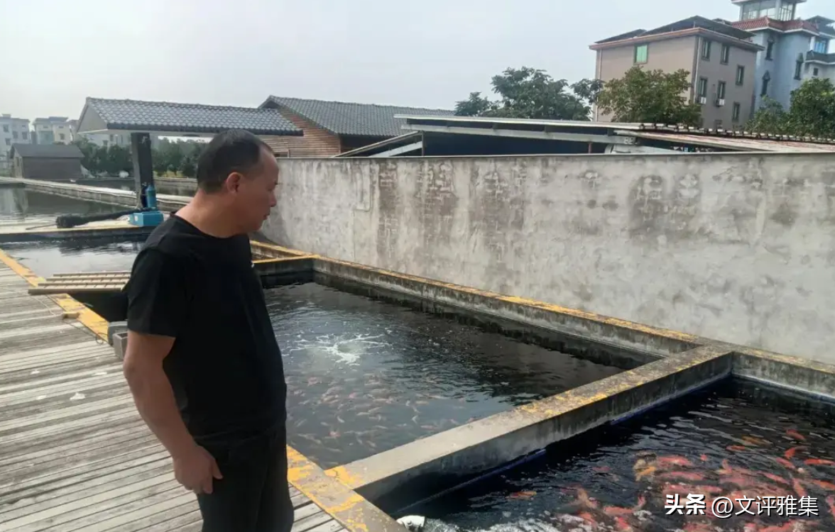 鱼缸养什么鱼最赚钱_鱼缸养什么鱼赚钱利润高_鱼缸养鱼赚钱吗