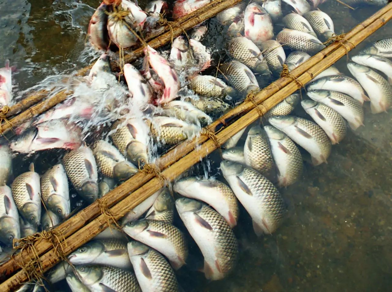 养殖利润最高的鱼_养鱼利润高吗_养什么鱼赚钱利润高