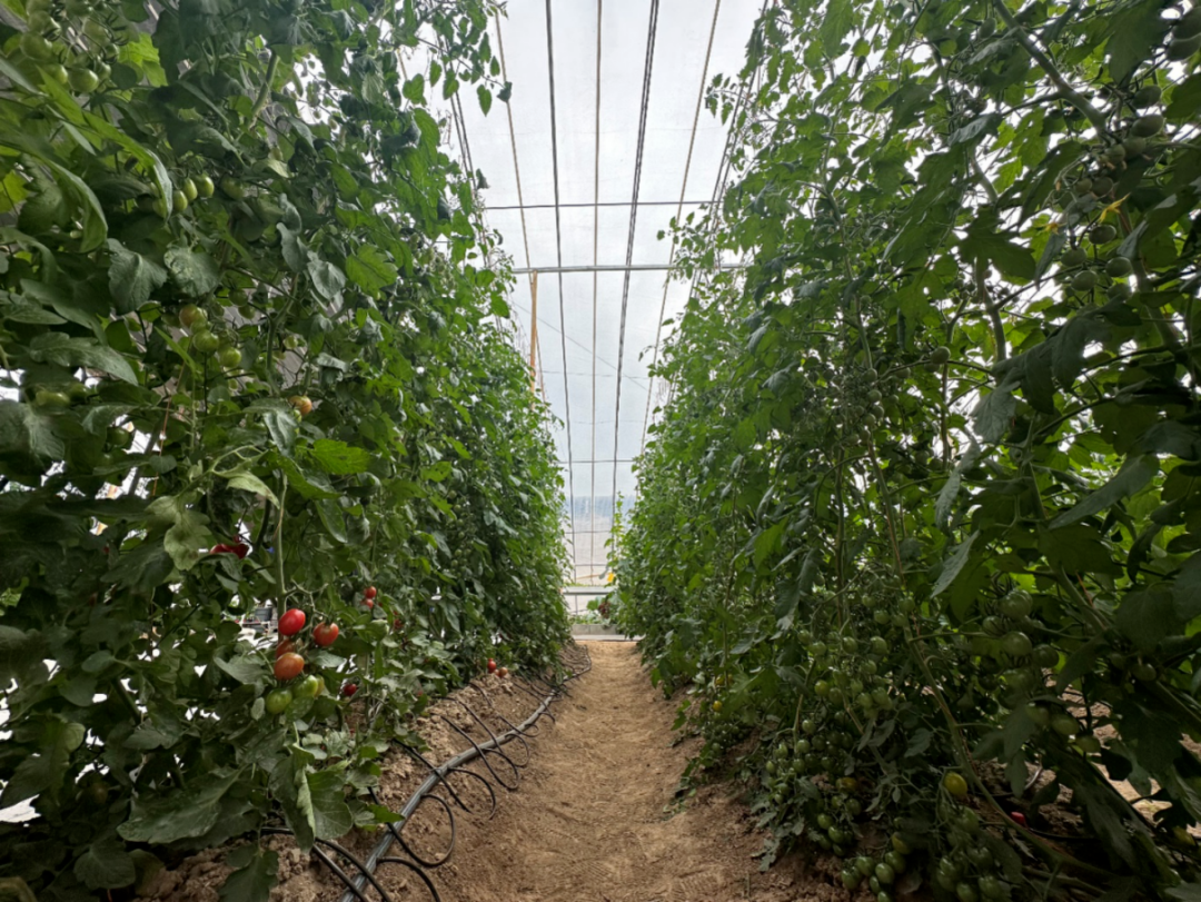 大棚种蔬菜怎么盈利_大棚种什么菜最赚钱_大棚种菜利润