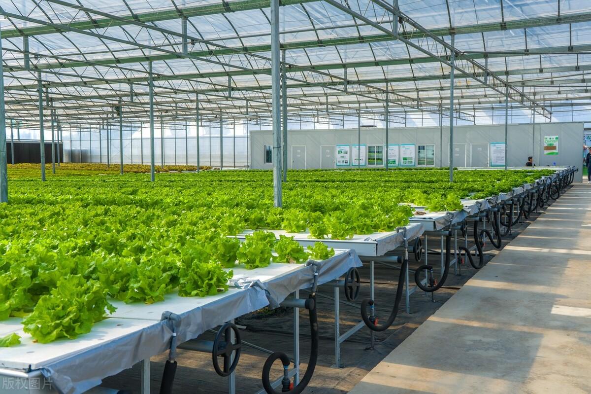 大棚里种植什么最赚钱_大棚种植利润怎么样_大棚暴利种植