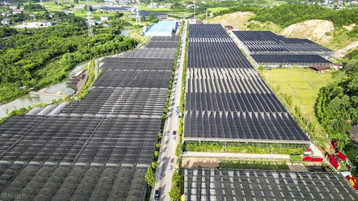 大棚里种植什么最赚钱_大棚暴利种植_大棚种植利润怎么样