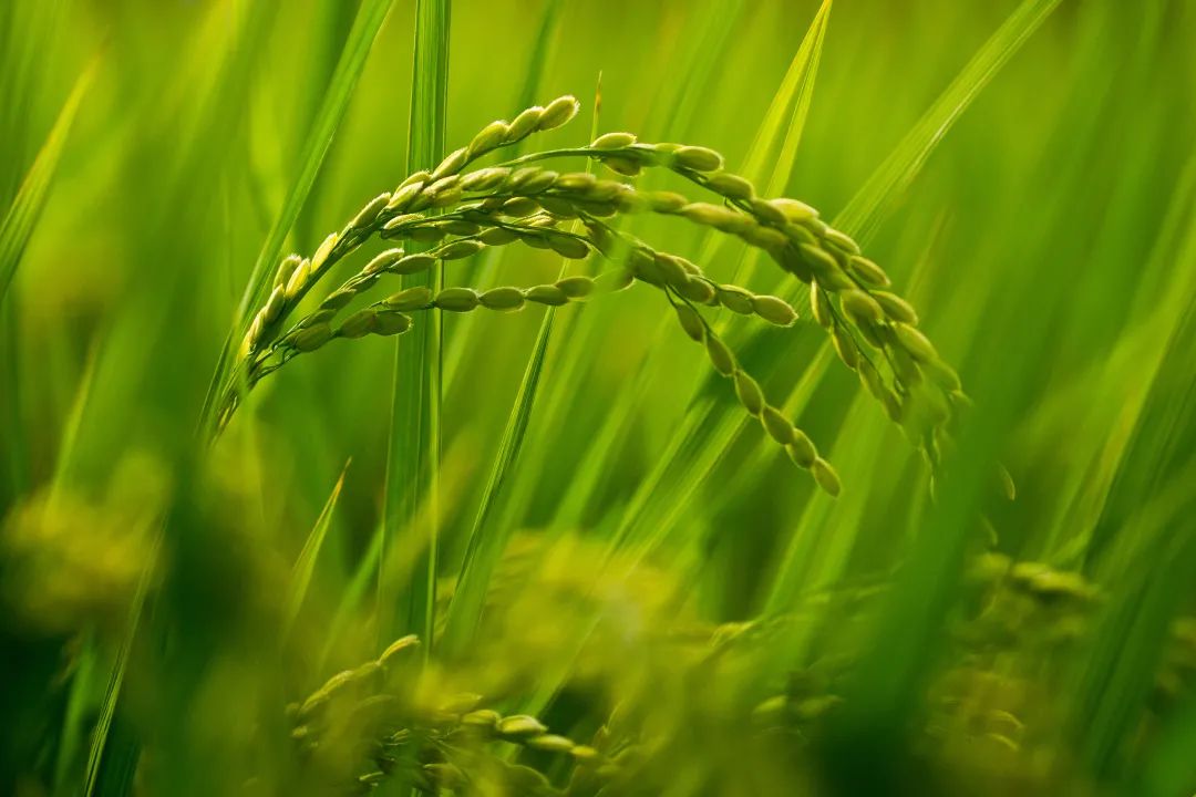 湿田地适合种什么果树好_湿地种水稻_水田湿田种植什么赚钱