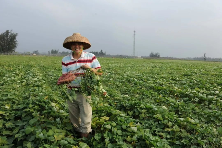海南种植赚钱不_在海南种植什么最赚钱_海南种植什么赚钱