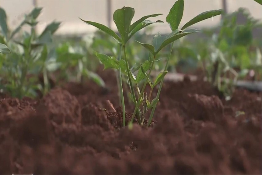 海南种植赚钱不_海南种植什么赚钱_在海南种植什么最赚钱