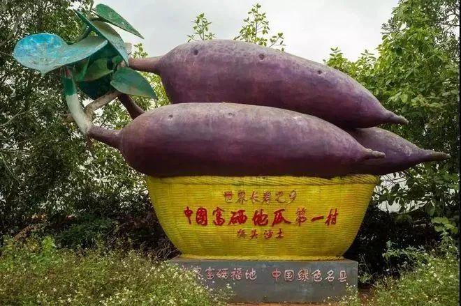 海南种植什么赚钱_在海南种植什么最赚钱_海南种植赚钱不