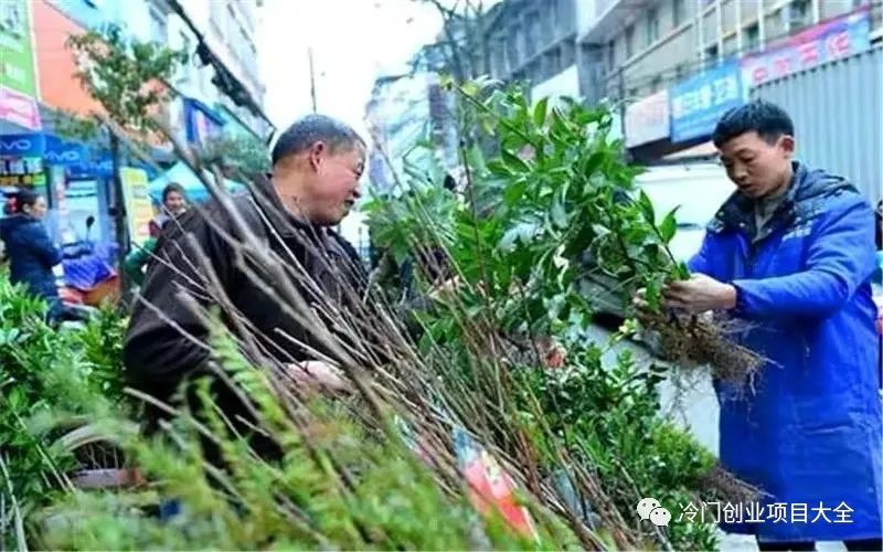 农村种什么树苗最赚钱_种树挣钱_农村种树苗赚钱吗