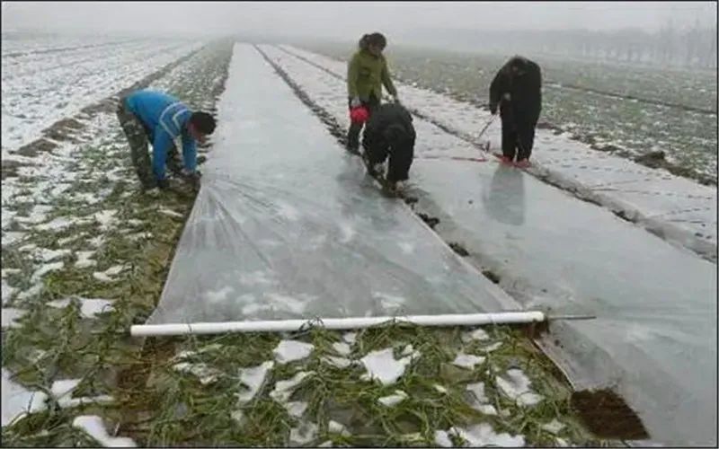 农村种什么树苗最赚钱_种树挣钱_种树苗卖树赚钱吗
