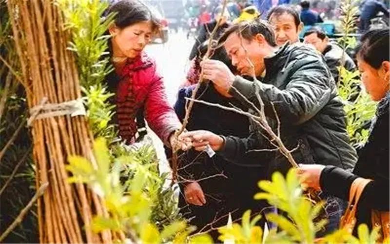 种树苗卖树赚钱吗_种树挣钱_农村种什么树苗最赚钱