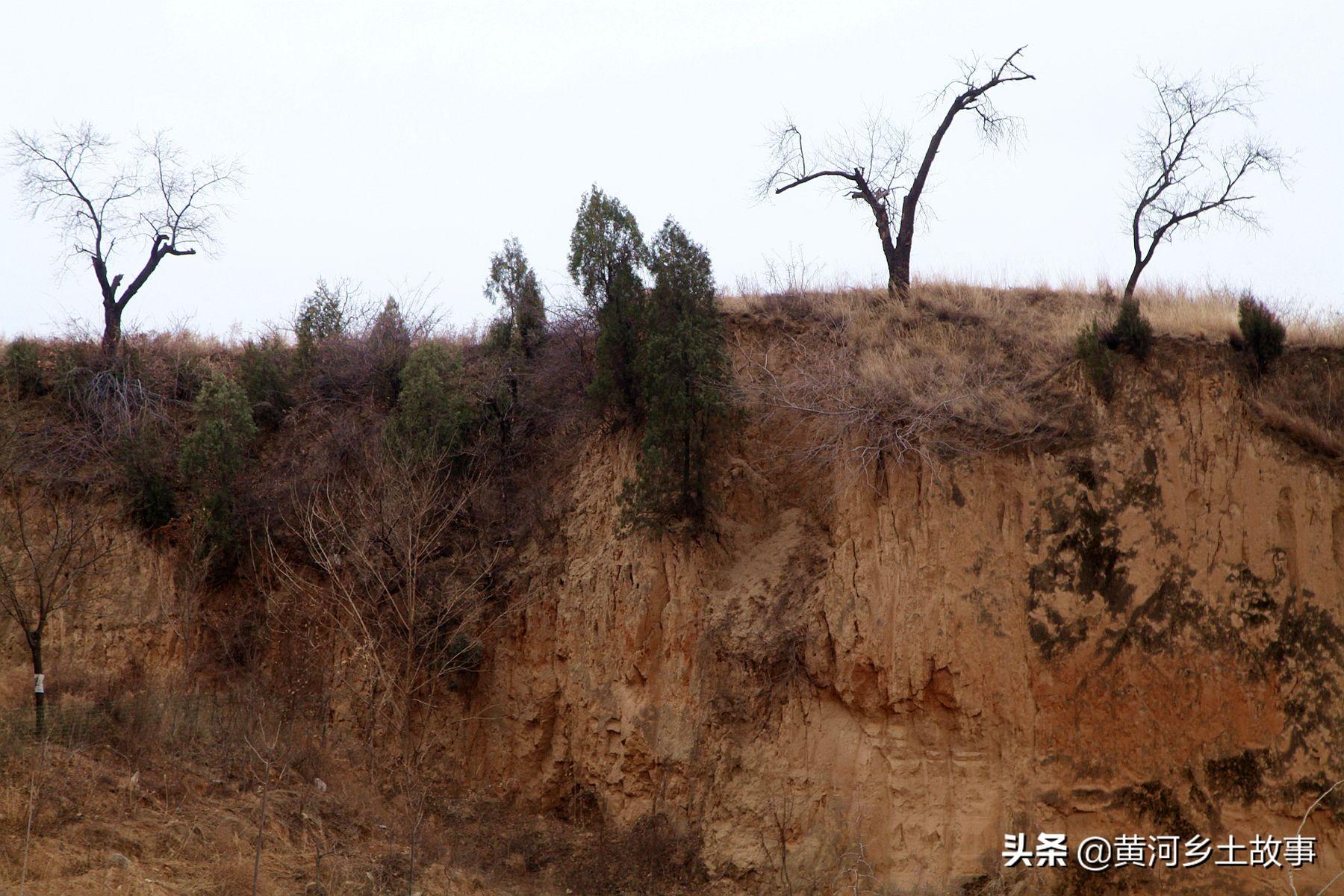 养什么兔子赚钱 打工不如自己干，山西农民娃在野地养“野兔”，年赚10万元-侠客笔记