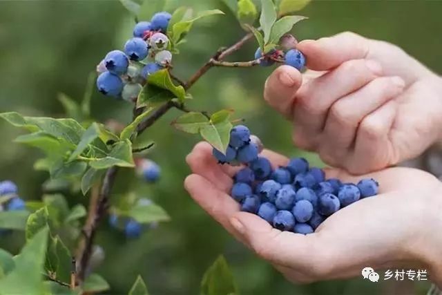 果树投资怎么样_现在什么果树最赚钱_果树赚钱app